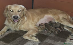 Goldendoodle dogs for sale: Gorgeous F1B Goldendoodles - Image 7