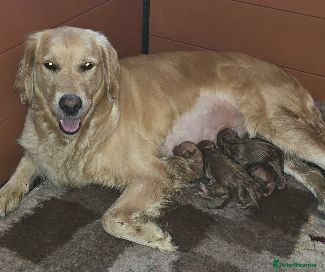 Goldendoodle dogs for sale: Gorgeous F1B Goldendoodles - Image 7