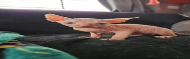 Sphynx Kitten 1