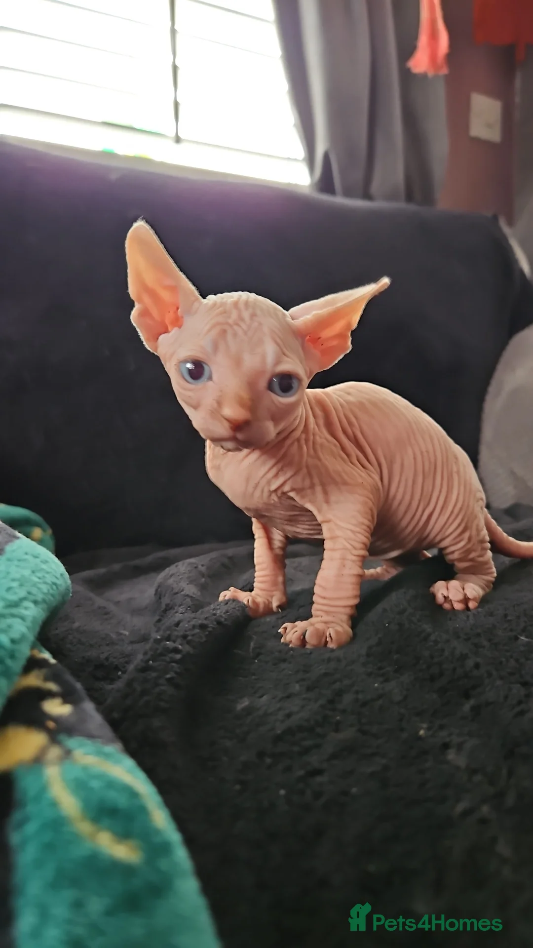 Sphynx cats for sale: Sphynx kittens for sale - Advert 2