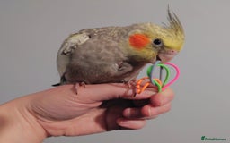 Cockatiels birds for sale: Hand reared silly tame DNA sexed baby cockatiels  - Image 36