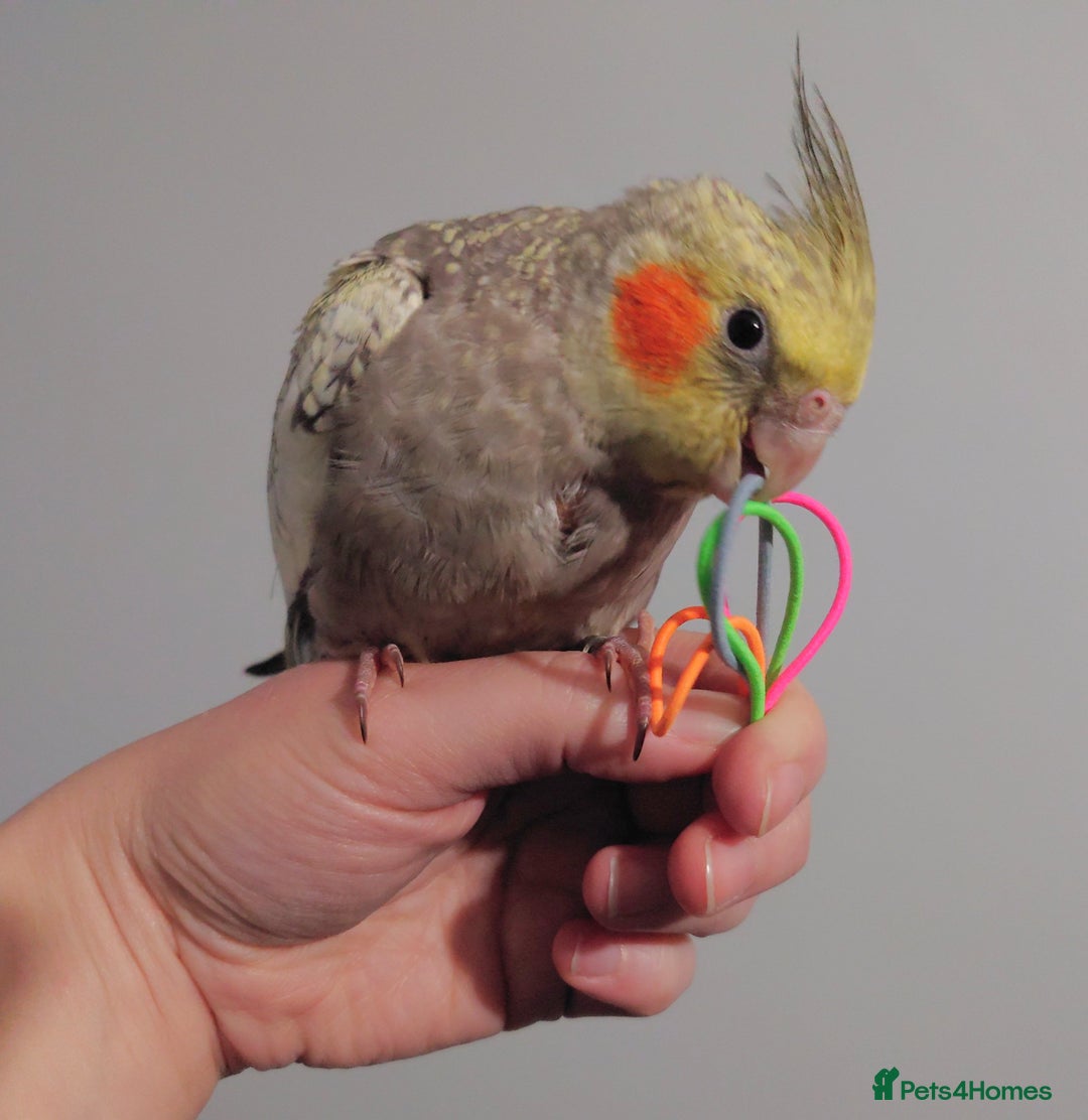 Cockatiels birds for sale: Hand reared silly tame DNA sexed baby cockatiels  - Image 36