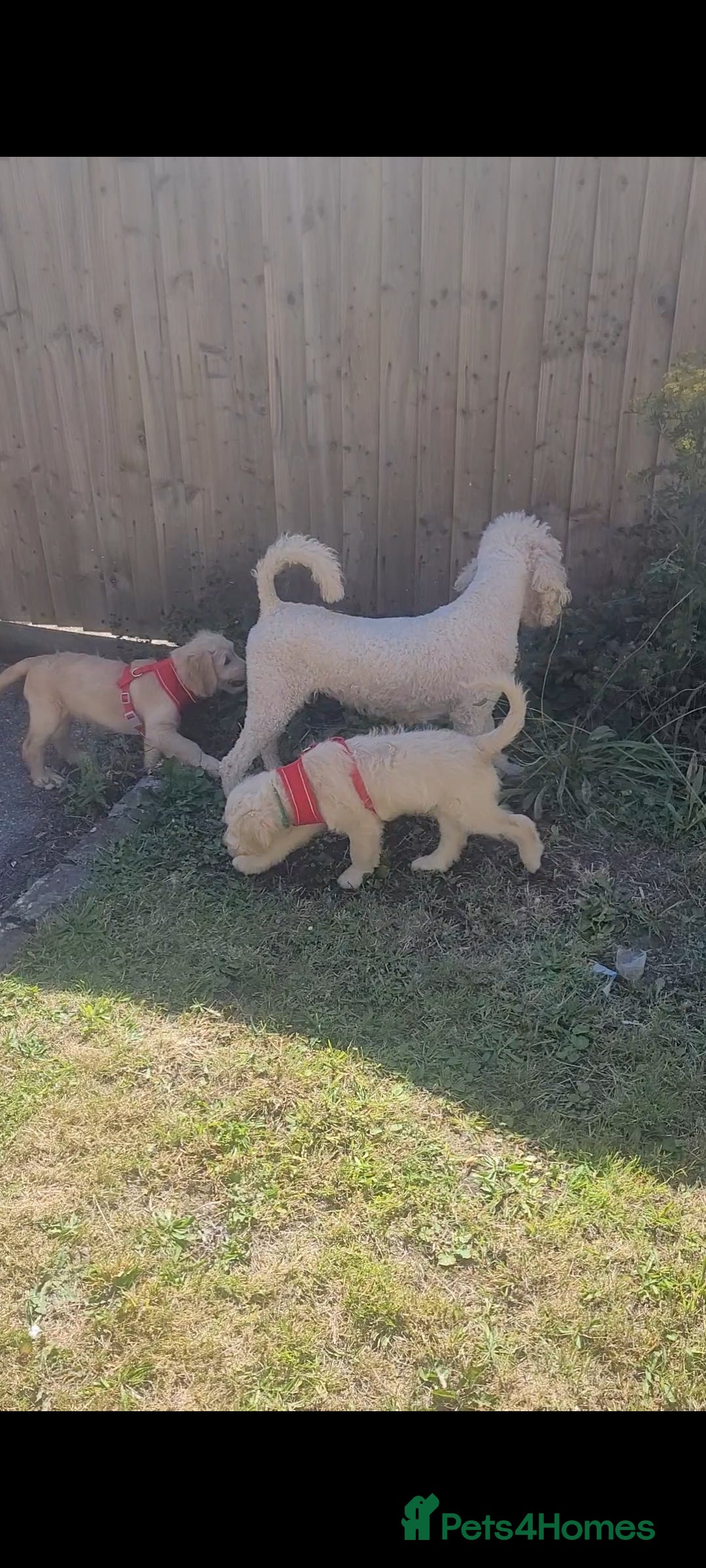 Goldendoodle dogs for sale: F1 Golden doodles by Varity Doodles  - Image 14