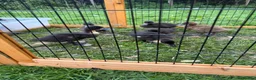 Mixed Breed poultry for sale: Large mixed breed ducklings  - Advert 5