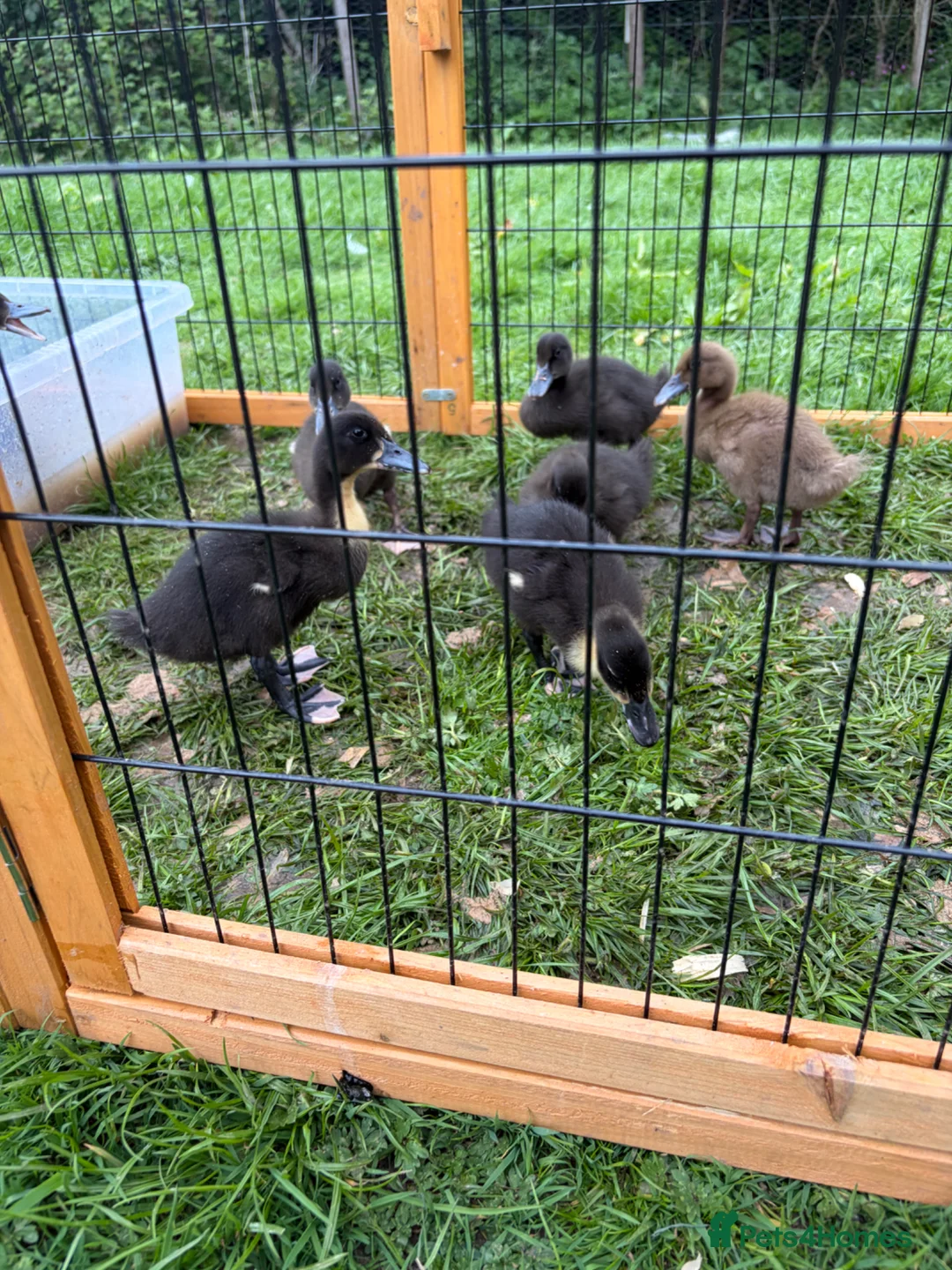 Mixed Breed poultry for sale: Large mixed breed ducklings  - Advert 5