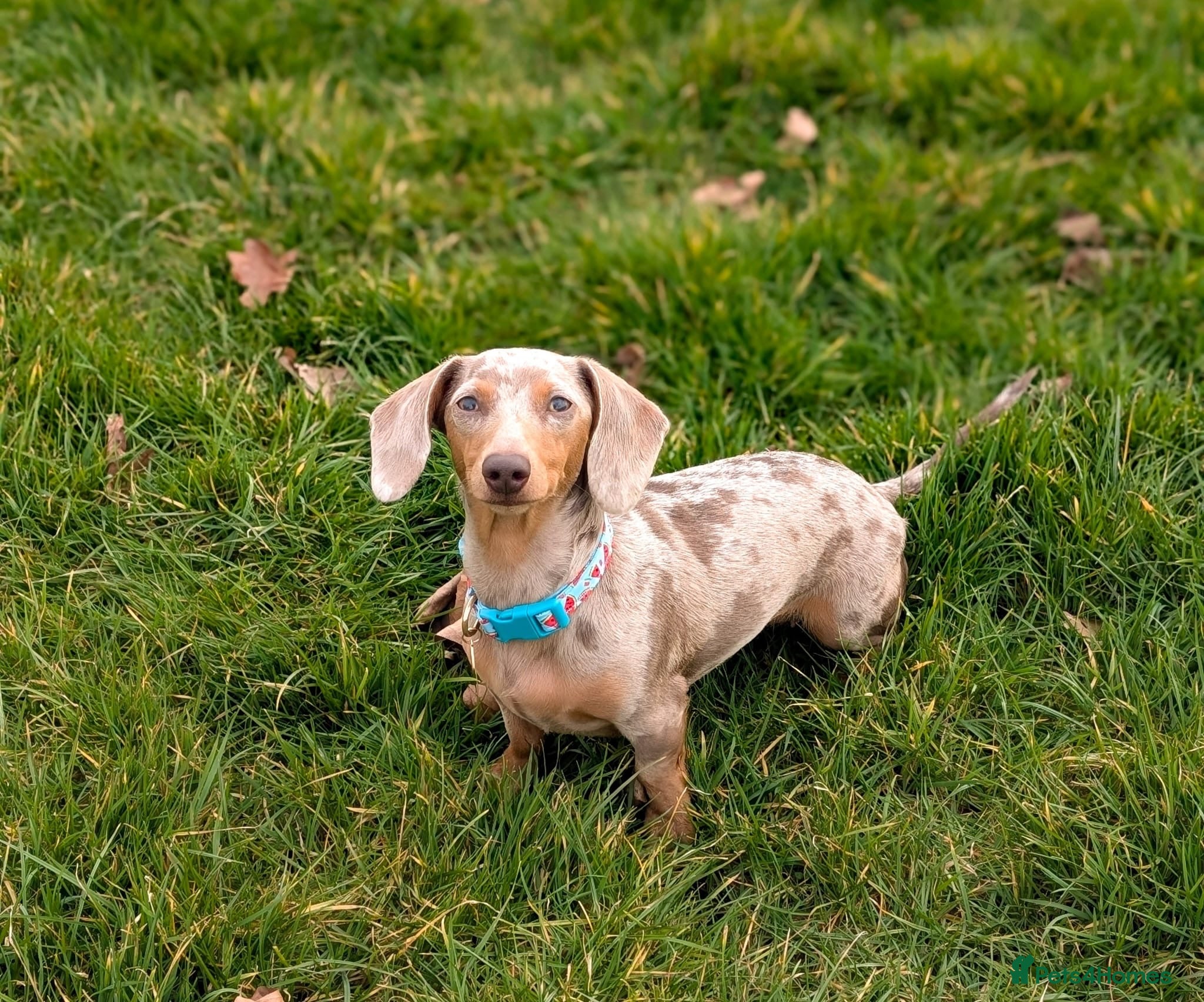 Miniature Dachshund dogs Mini dachshunds - Advert 14