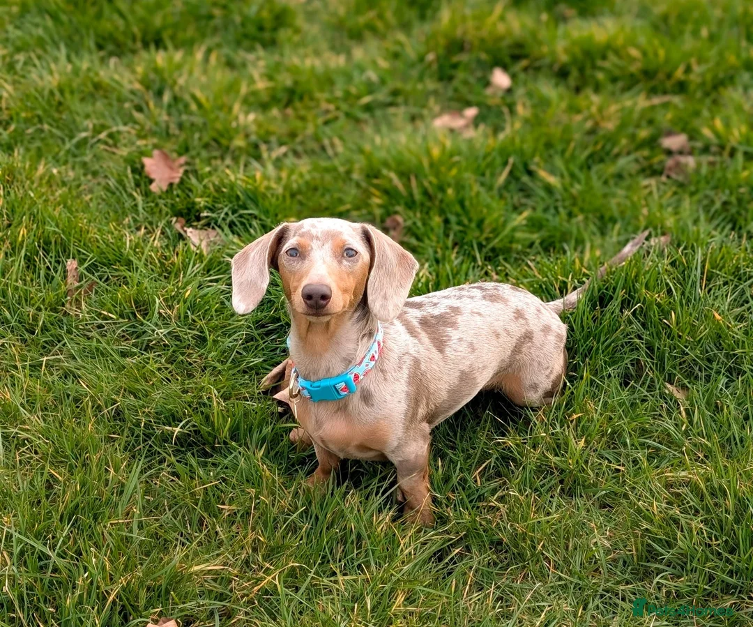 Miniature Dachshund dogs for sale: Mini dachshunds - Advert 1