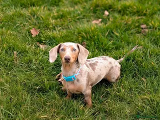 Miniature Dachshund dogs Mini dachshunds - Advert 14