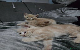 Mixed Breed cats for sale: Mixed breed kittens ready now.  - Image 7