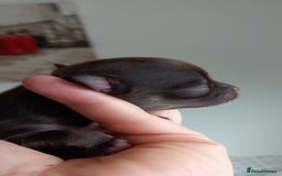 Chihuahua dogs for sale: ❤️‍🔥Dna tested parents❤️‍🔥Long-coat 2boys 2girls - Image 3