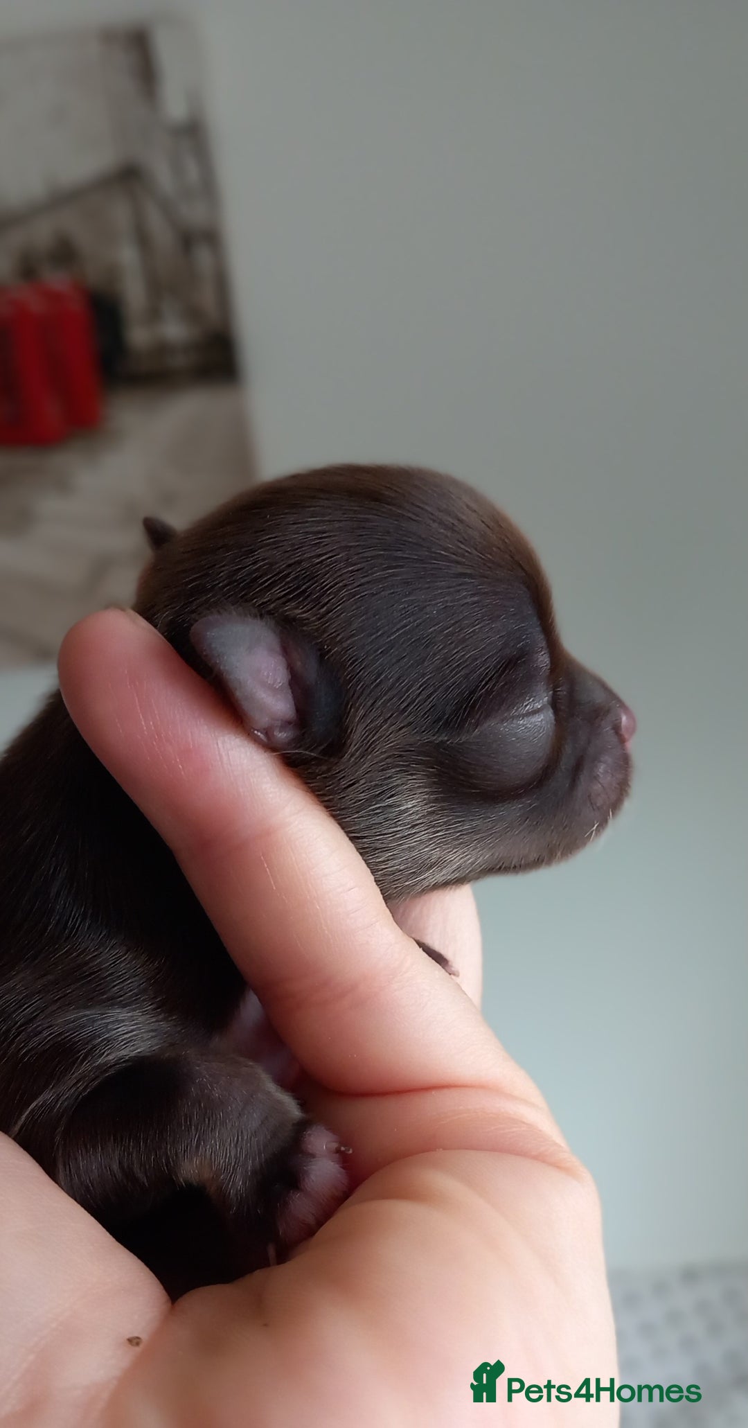 Chihuahua dogs for sale: ❤️‍🔥Dna tested parents❤️‍🔥Long-coat 2boys 2girls - Image 3