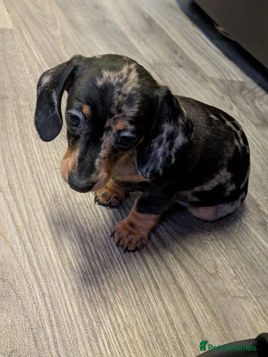 Miniature Dachshund dogs for sale: Miniature Dachshund Litter of 3 puppies - Advert 5