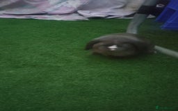 Dwarf Lop rabbits for sale: Two beautiful baby bunnies  - Image 11