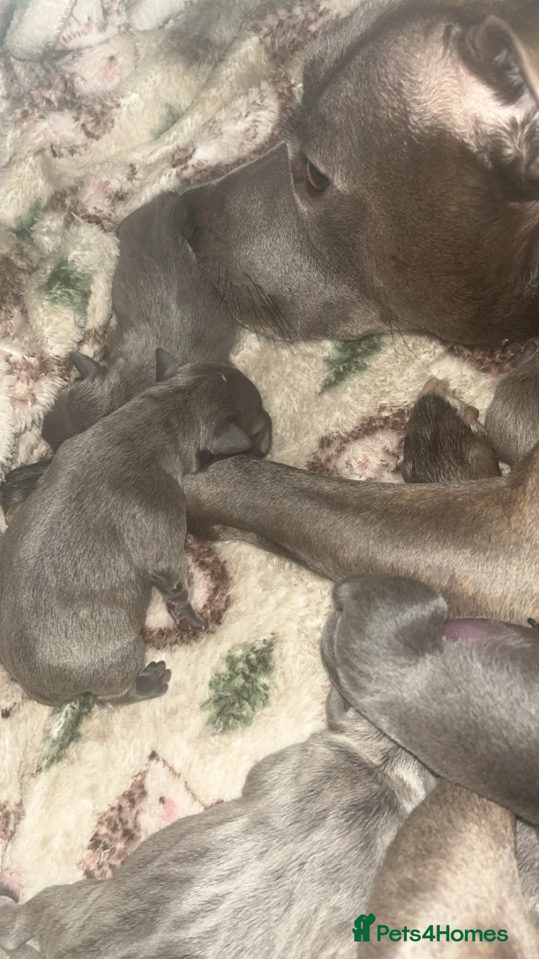 Staffordshire Bull Terrier dogs for sale: Blue Staffordshire bull terriers - Advert 4