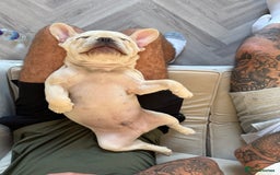 French Bulldog dogs for sale: French Bulldog  - Image 3