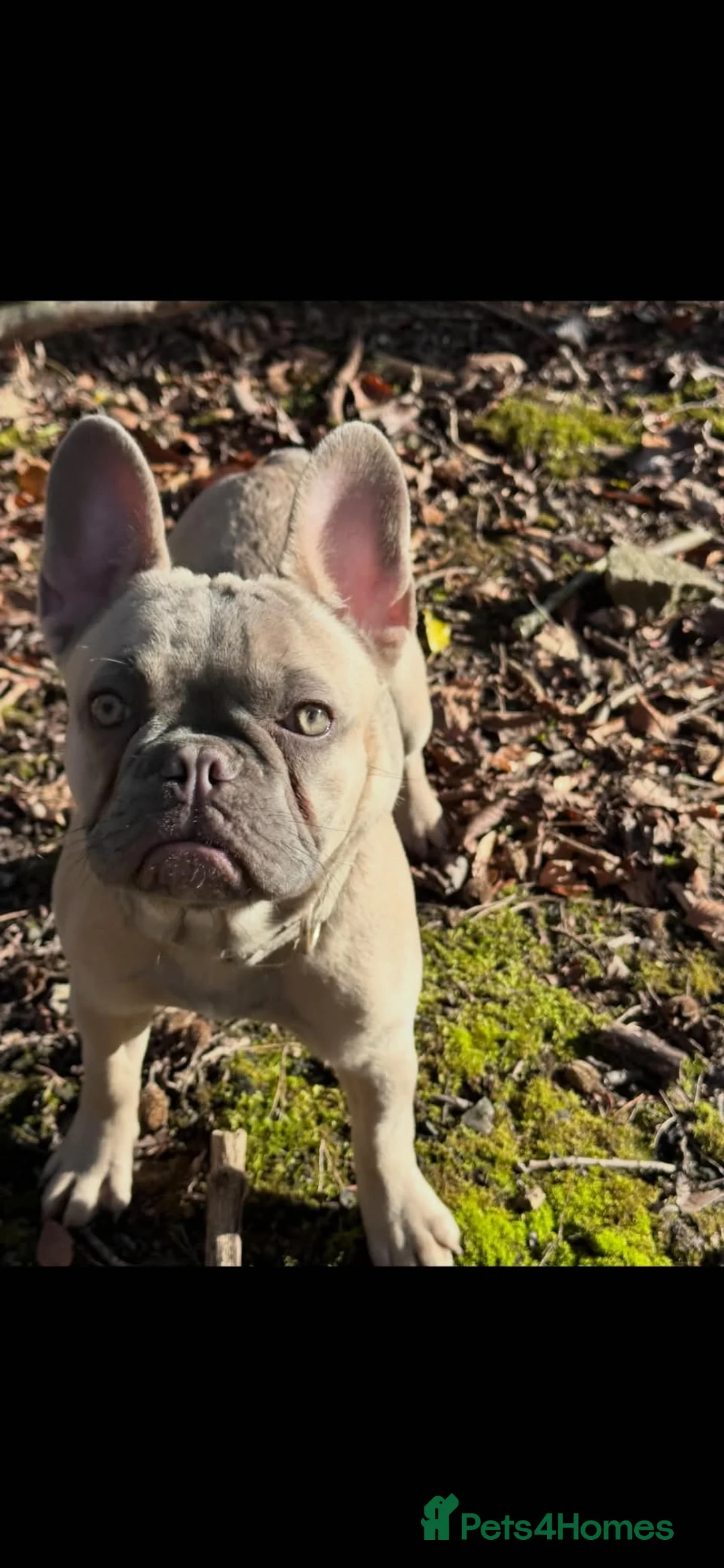 French Bulldog dogs for sale: French bulldog  in Stroud - Advert 3