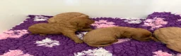 Cavapoo dogs for sale: Dark red F1 cavapoo pups  - Advert 3
