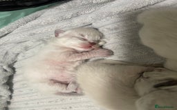 Ragdoll cats for sale: Absolutely stunning Ragdoll kittens for sale - Image 13