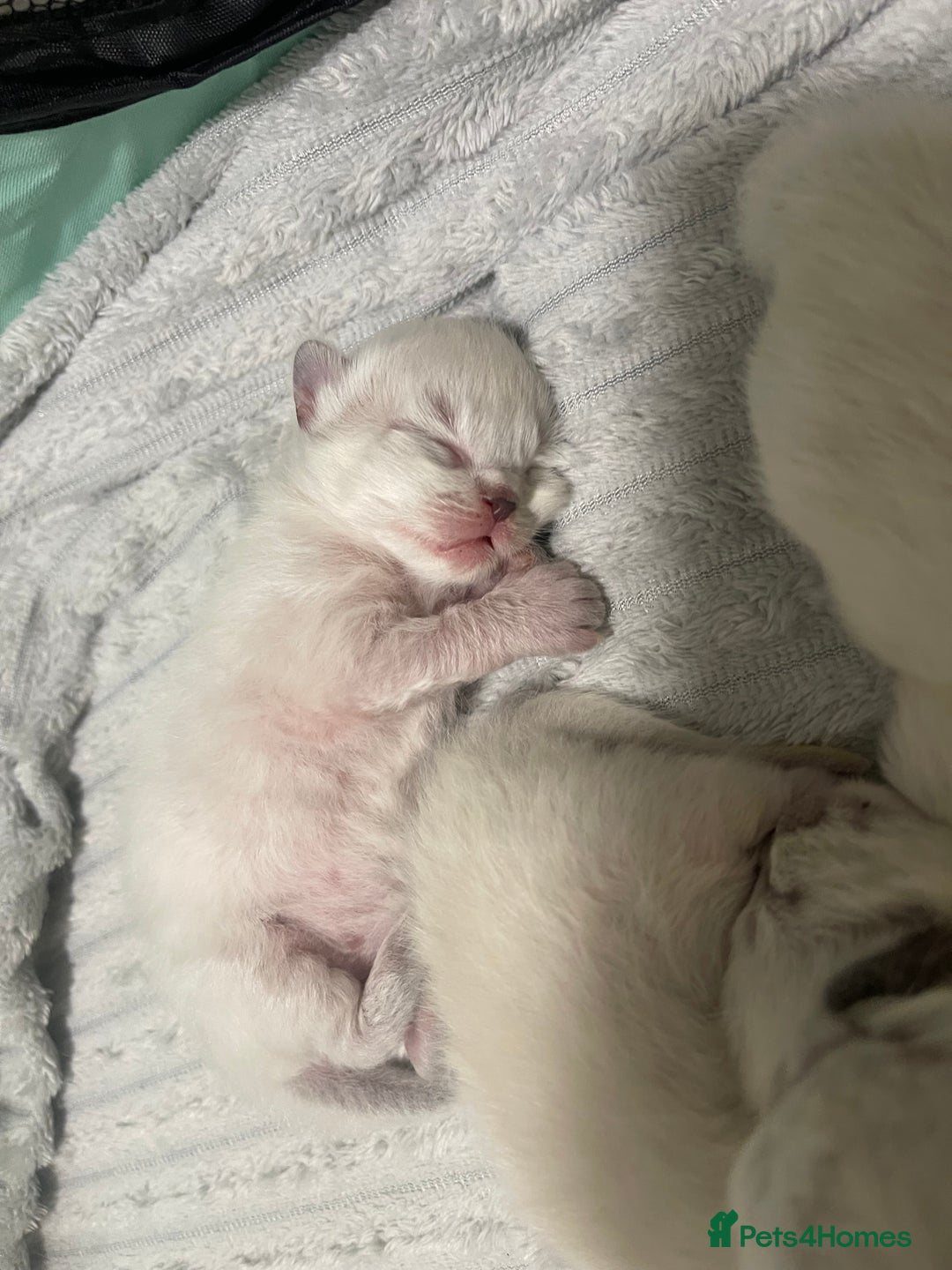 Ragdoll cats for sale: Absolutely stunning Ragdoll kittens for sale - Image 13