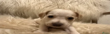 Mixed Breed 2
