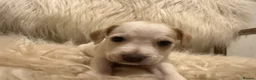 Mixed Breed dogs for sale: Mixed breed puppies in Rowley Regis - Advert 35