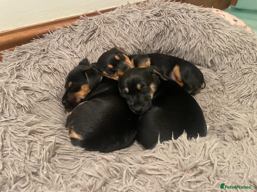 Jack Russell dogs for sale: Female - Advert 2