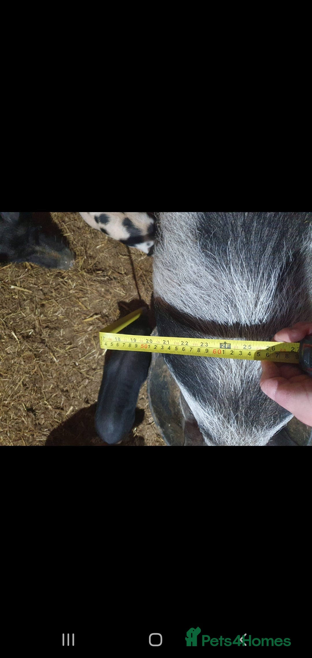 Pig livestock for sale: Mini juliana micro pigs  - Advert 4