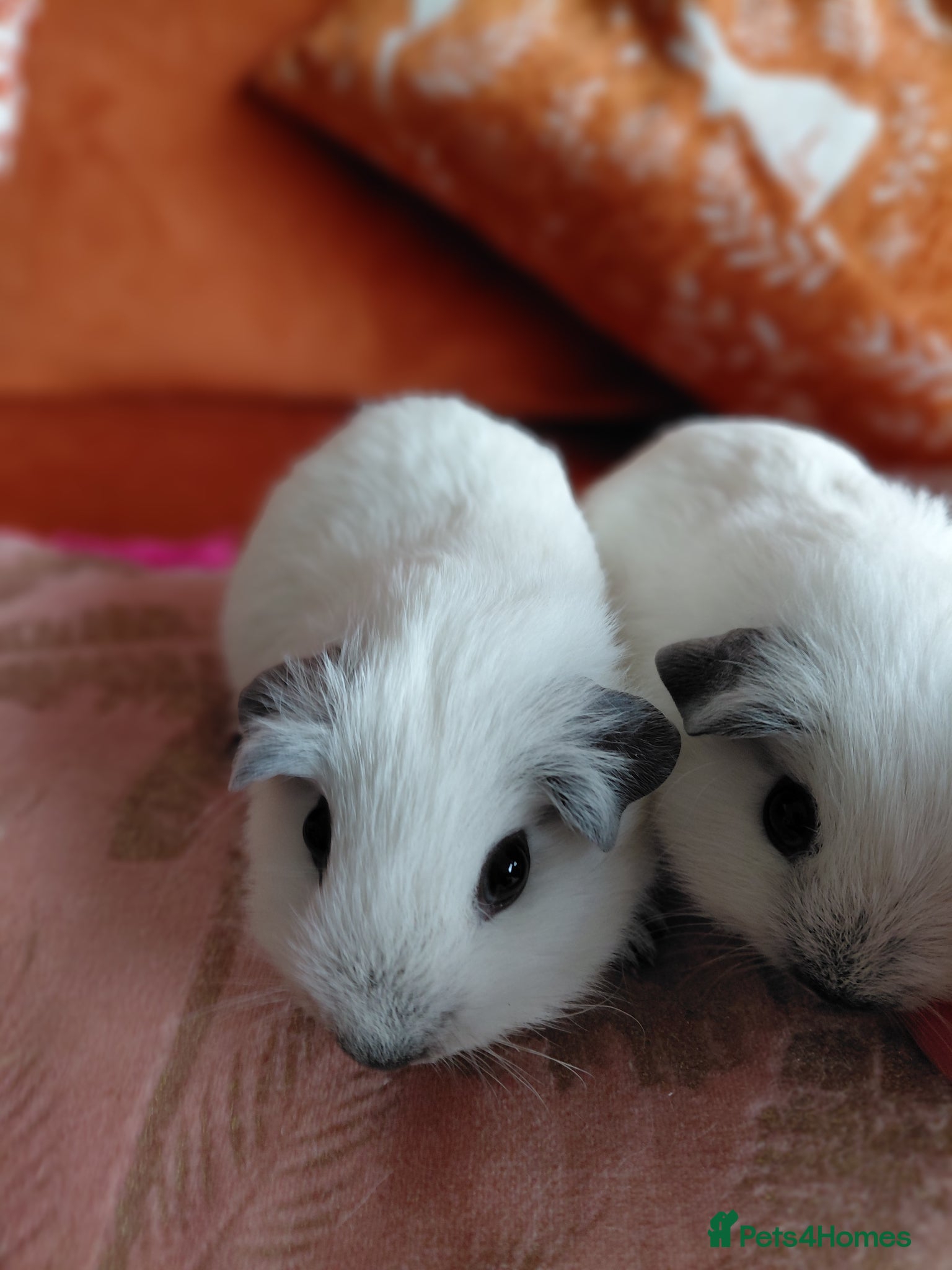 Guinea Pig rodents Pure breed guinea pigs  - Advert 3