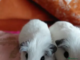 Guinea Pig rodents Pure breed guinea pigs - Advert 3