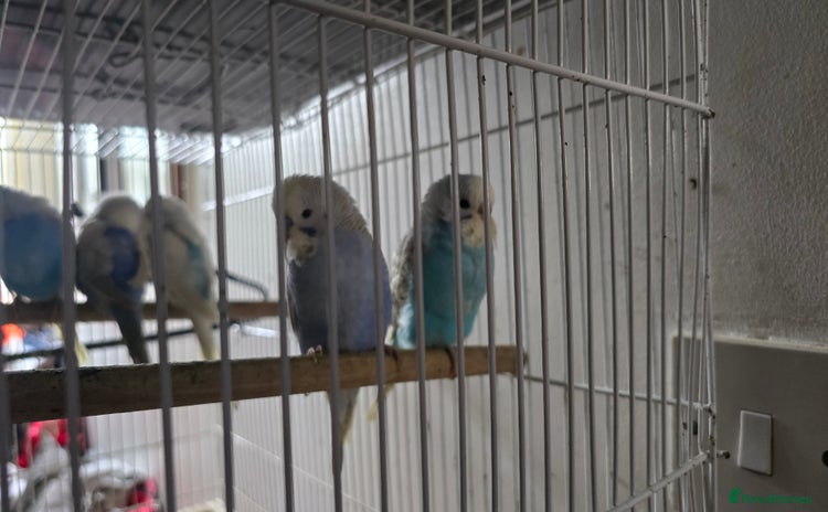 Budgerigars birds - Advert 8