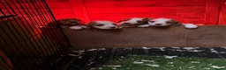 Cocker Spaniel dogs for sale: Beautiful Cocker Spaniel Pups Looking for Homes in Barnstaple - Advert 4