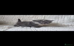 Mixed Breed cats for sale: Beautiful kittens For sale  - Image 14