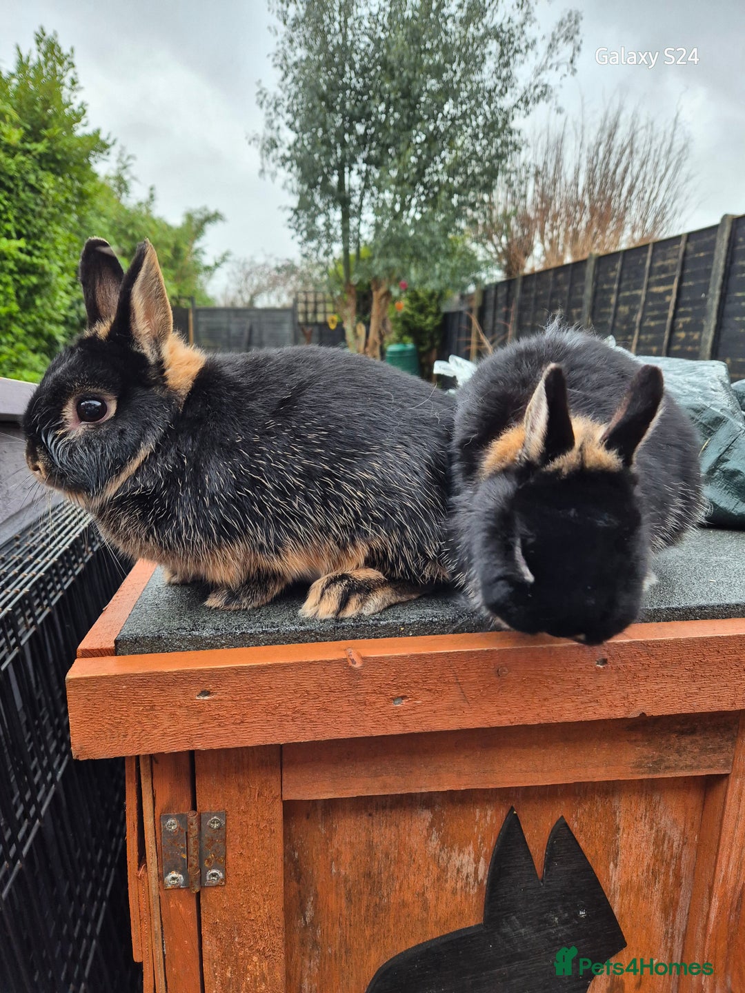 Netherland Dwarf rabbits for sale: Female netherland dwarfs - Advert 2
