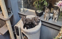 Maine Coon cats for sale: Maine coon cross kittens  - Advert 10