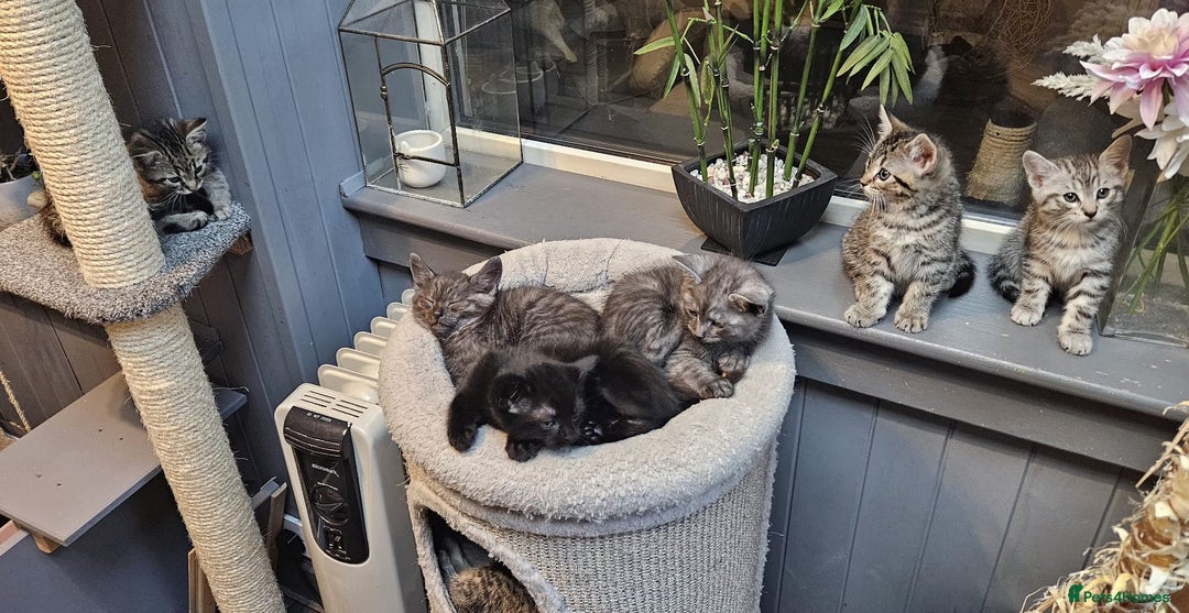 Maine Coon cats for sale: Maine coon cross kittens  - Advert 10