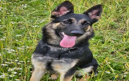 German Shepherd dogs for sale: female German shepherd  - Image 4