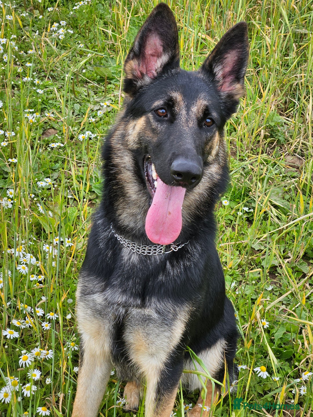 German Shepherd dogs for sale: female German shepherd  - Image 4