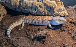 Skink reptiles for sale: Northern Blue Tongue Skink - Image 2