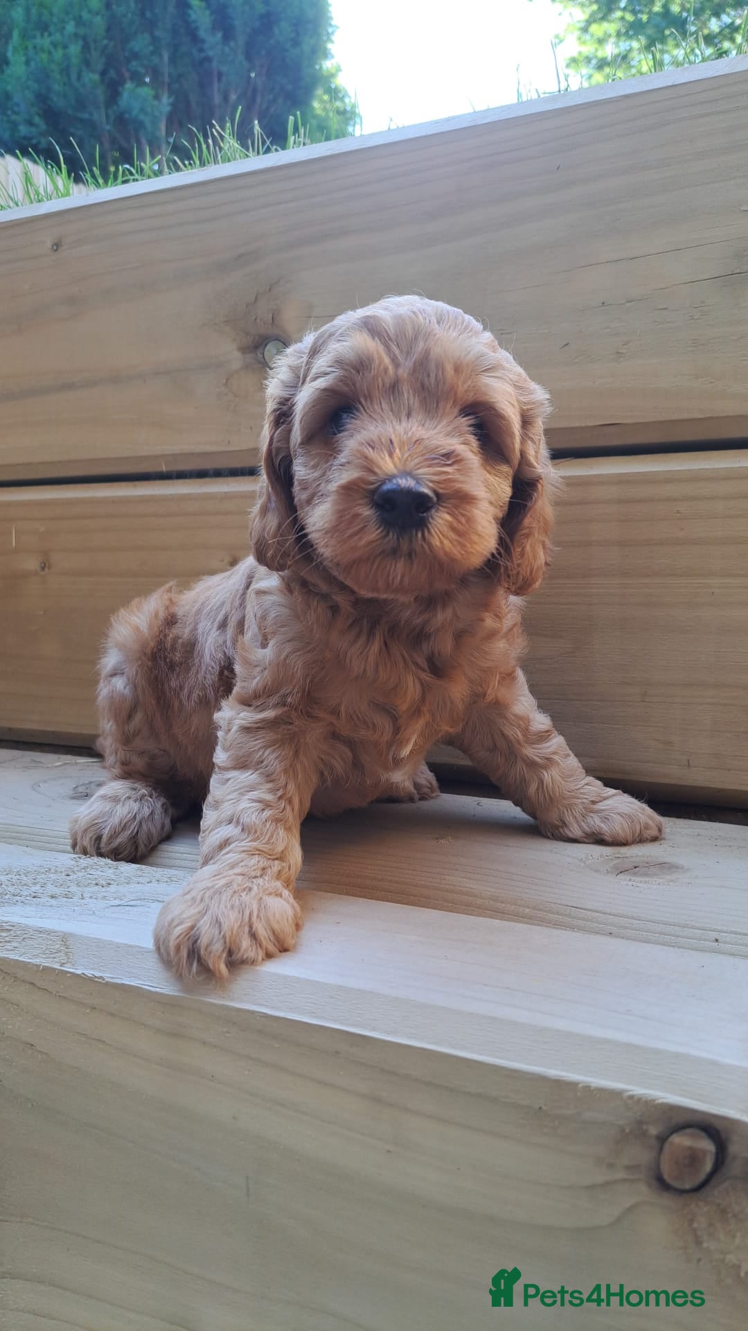 Australian Labradoodle dogs for sale: Australian Labradoodle puppies in Basildon - Image 2