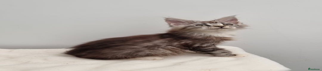 Maine Coon Kitten 10