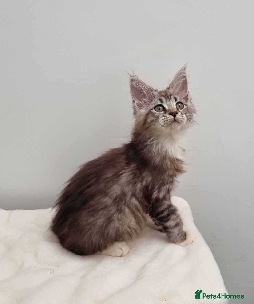 Maine Coon cats for sale: Pedigree Maine Coon Kittens for sale  - Image 31