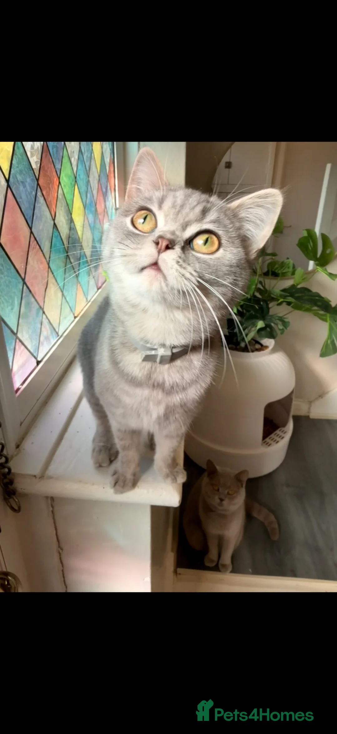 British Shorthair cats for sale: Stunning blue bicolour British short hair girl  in Birkenhead - Advert 5