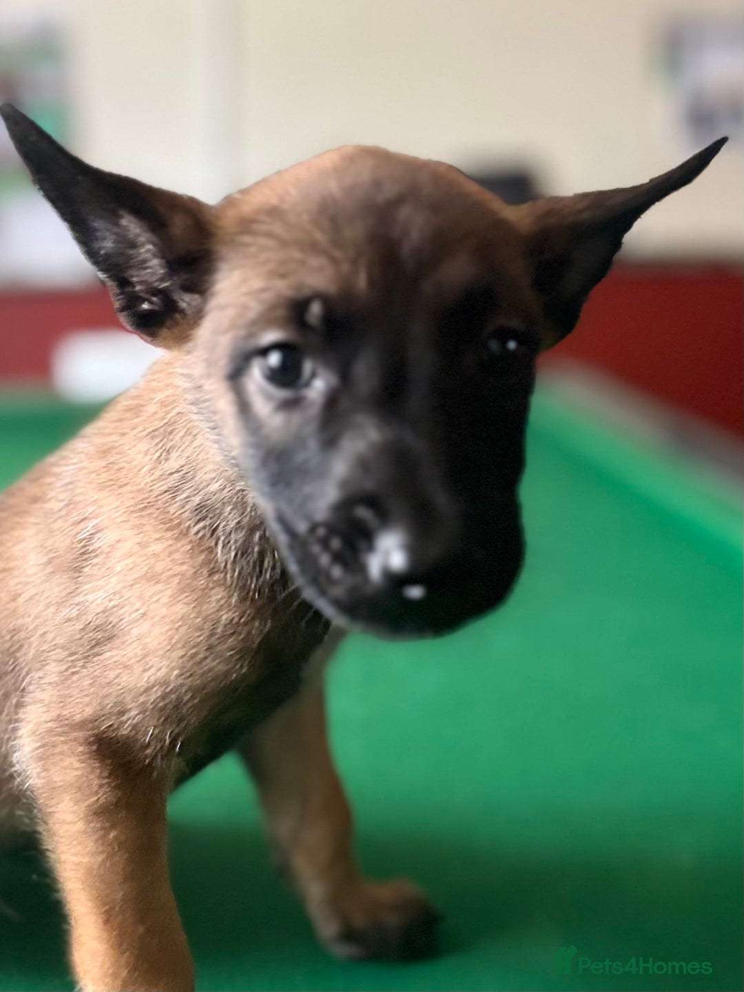 Belgian Shepherd Dog dogs for sale: Belgian Malinois puppy LILO - Image 3