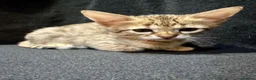 Savannah cats for sale: Pure Pedigree! Top Quality Tica Registr. Savannahs - Advert 4