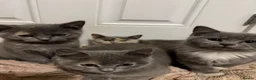 British Shorthair cats for sale: Half British shorthair girls ❤️ - Advert 5