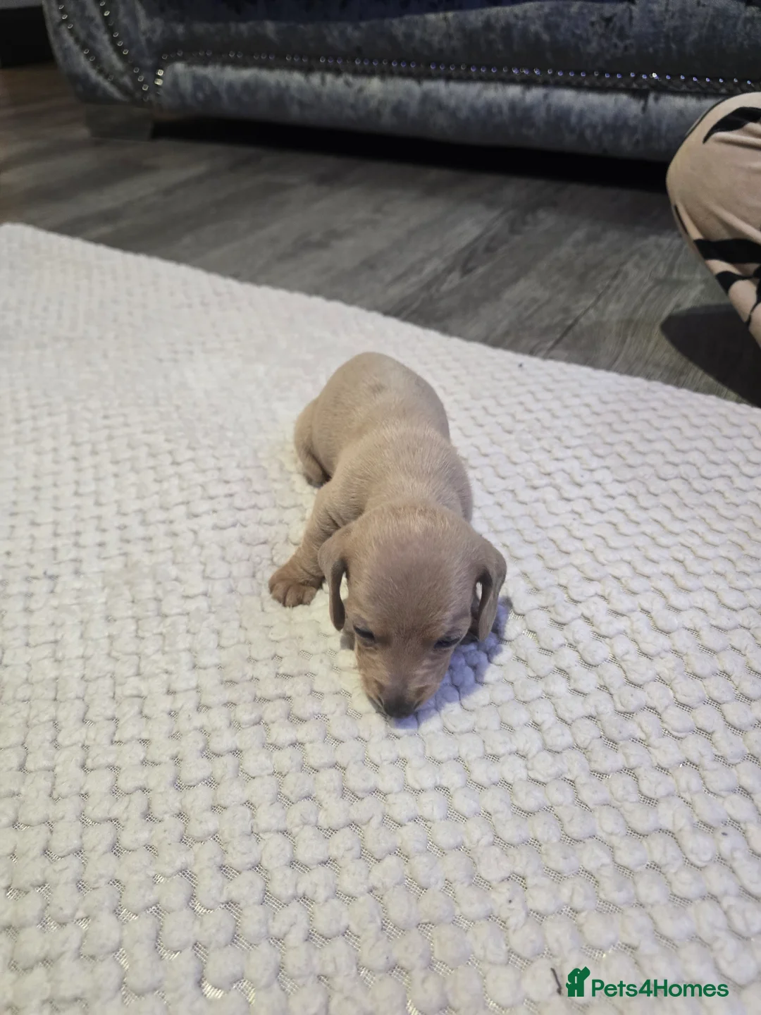 Miniature Dachshund dogs for sale: Miniature daschunds - Advert 5