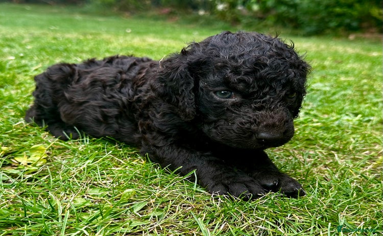 Irish Water Spaniel dogs - Advert 1