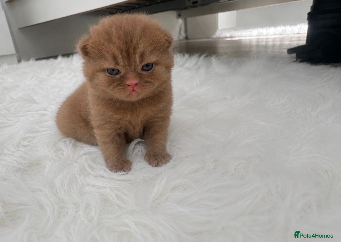 British Shorthair cats 🤎✨ Stunning Cinnamon British Shorthair Kittens  - Advert 2