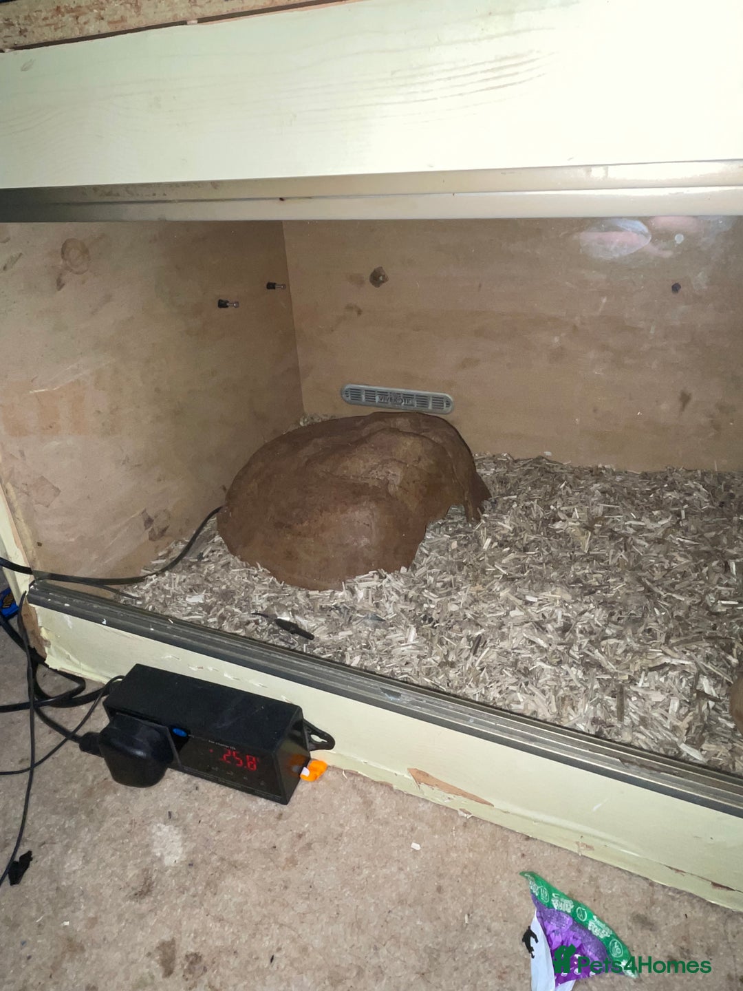 Corn Snake reptiles for sale: Corn snake for sale - Advert 3