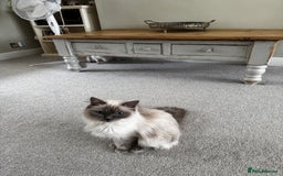 Birman cats for sale: Beautiful Birman Kittens - Image 13